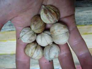 noix caryer ovale (carya ovata)